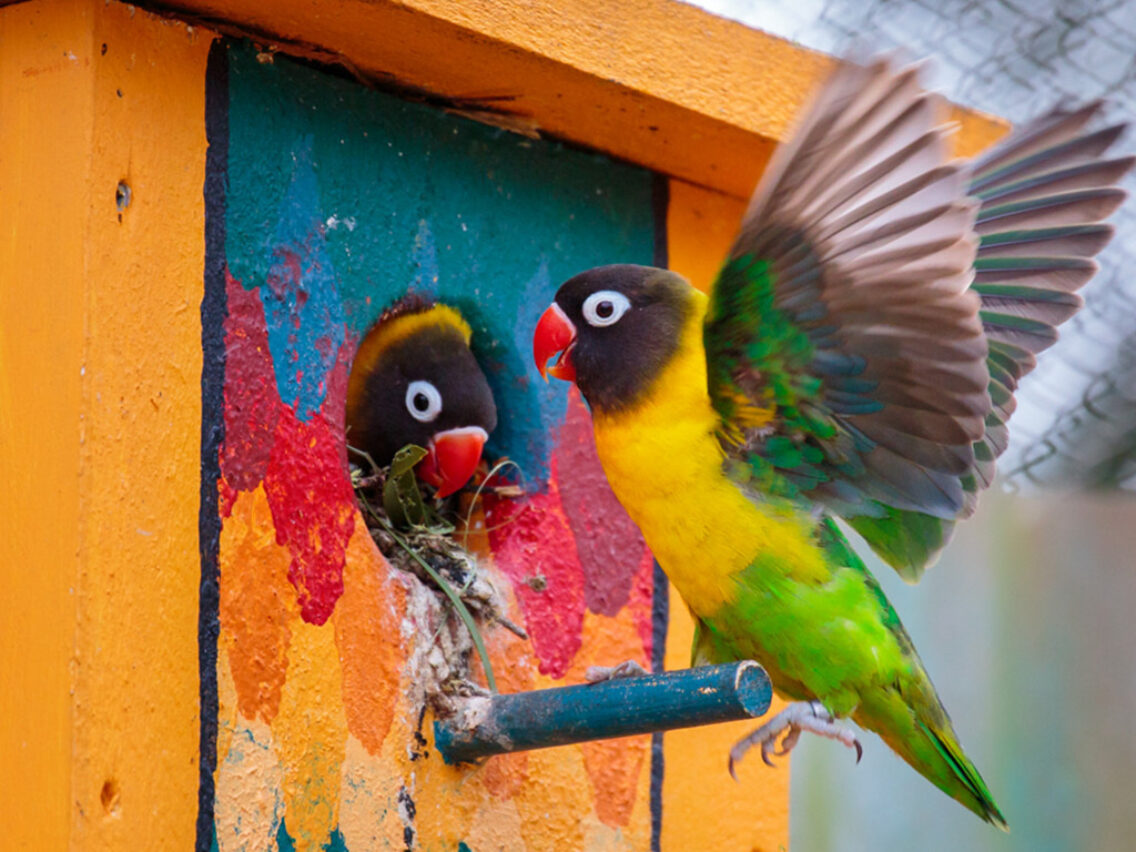 Auckland zoo parrots