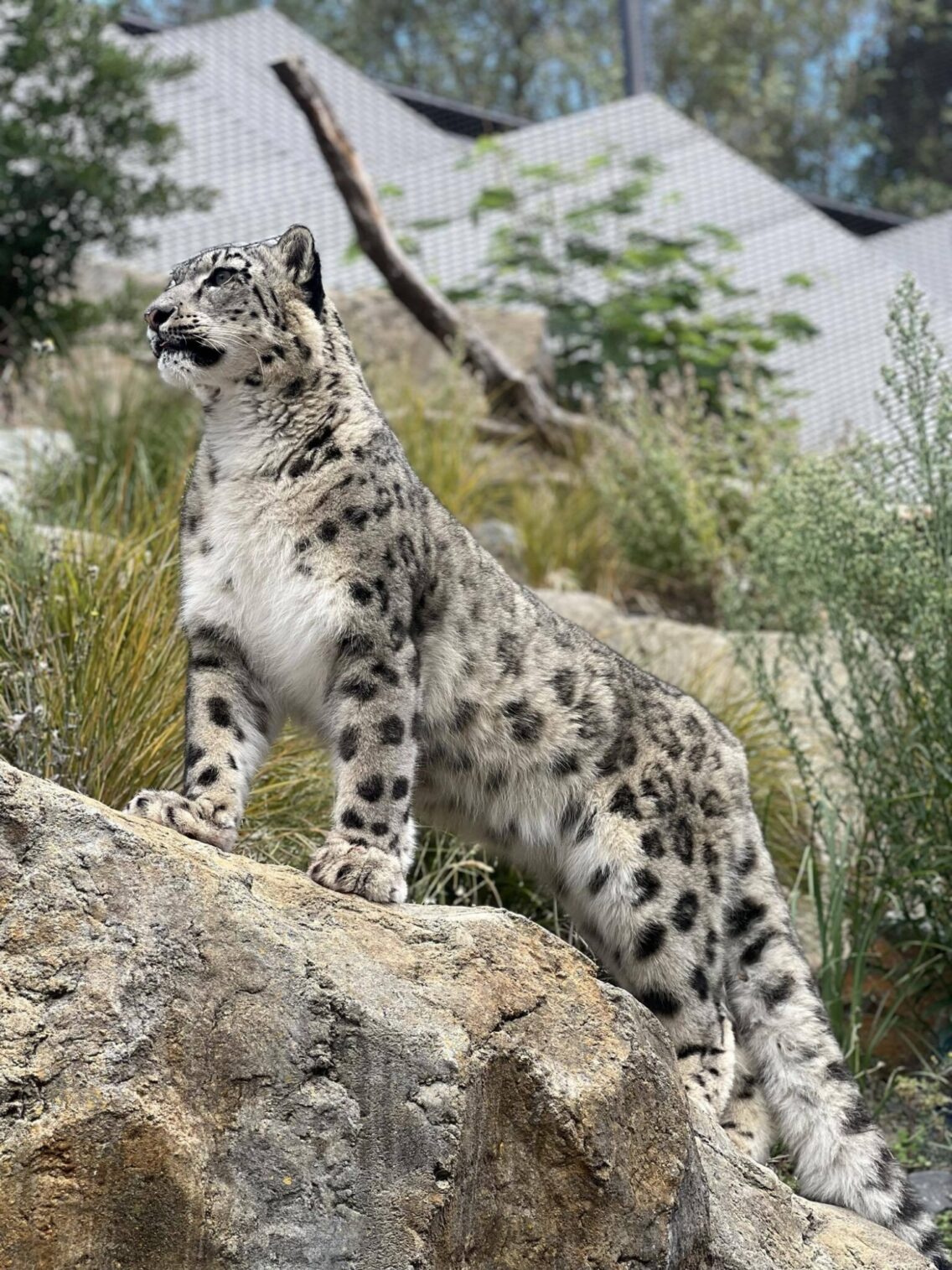Snow Leopard pride rock 1 Anya WGT Zoo