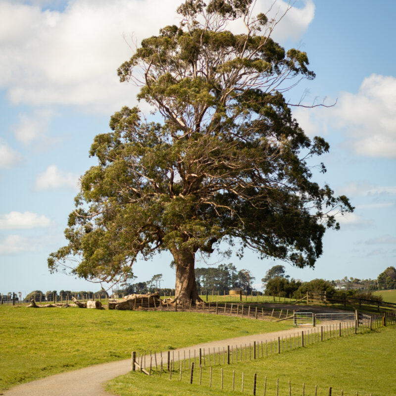NZ Native tree 2