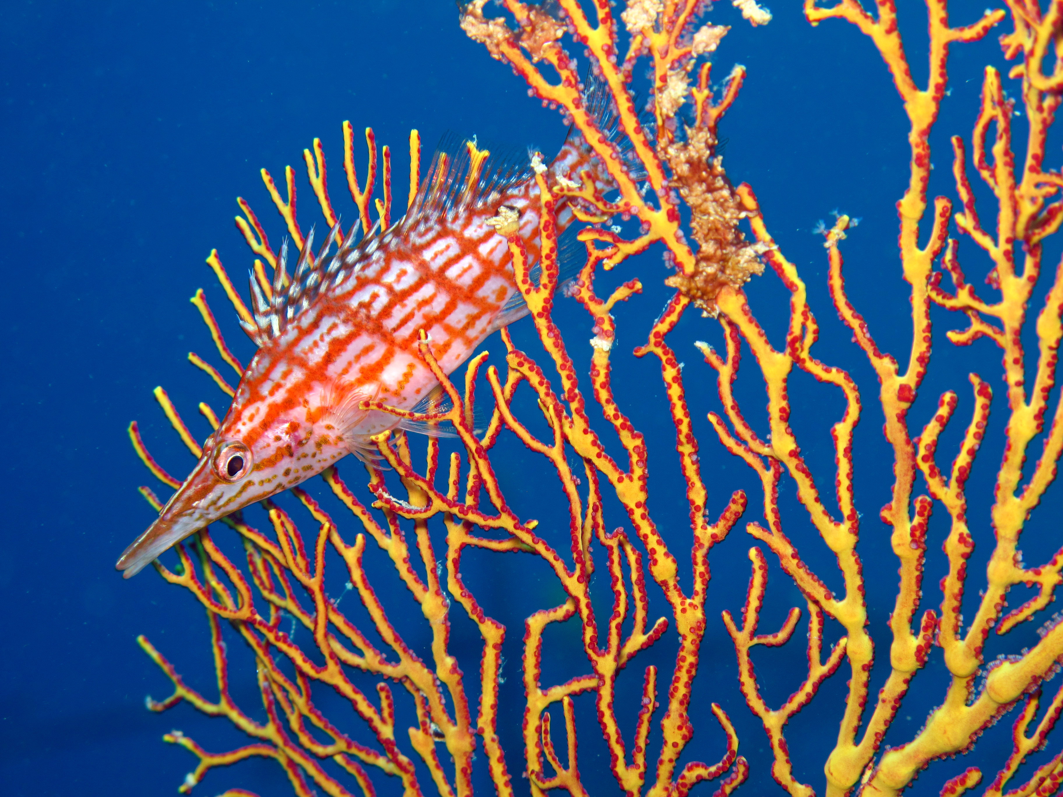 S Jupiter longnosehawkfish Beqa 1