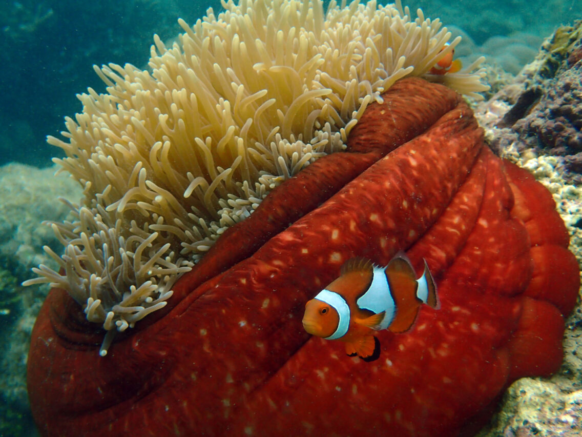 20170820 anemonefish Guadalcanal S Jupiter